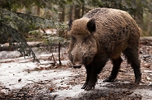 Cinghiale femmina